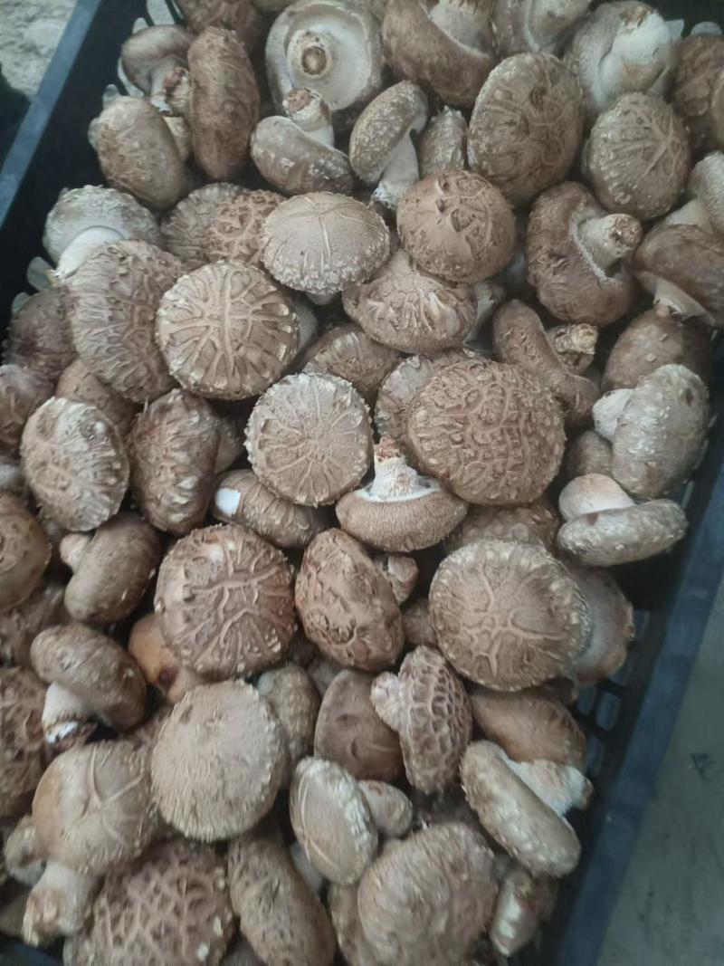 精品鲜香菇足斤足两精挑细选规格齐全价格便宜欢迎看货拉货