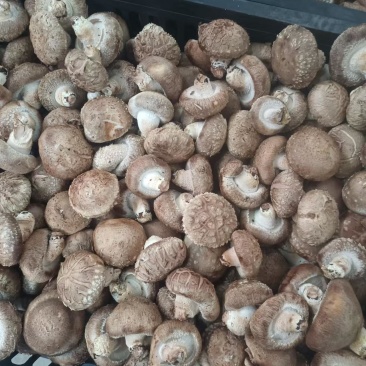 精品鲜香菇足斤足两精挑细选规格齐全价格便宜欢迎看货拉货