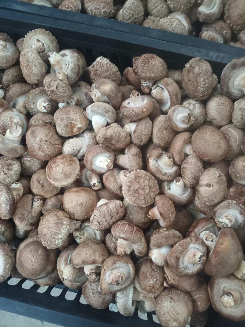精品鲜香菇足斤足两精挑细选规格齐全价格便宜欢迎看货拉货