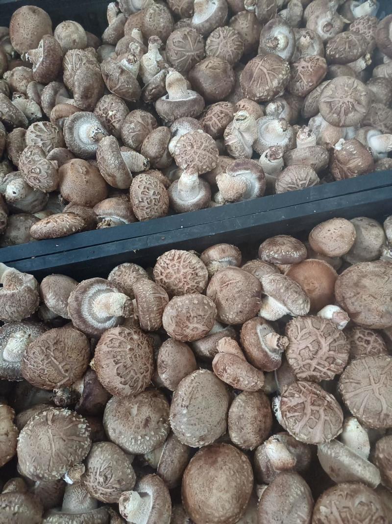 精品鲜香菇足斤足两精挑细选规格齐全价格便宜欢迎看货拉货