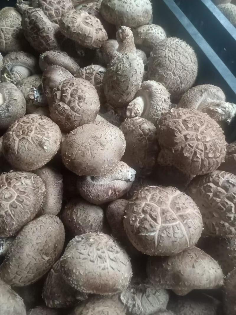 精品鲜香菇足斤足两精挑细选规格齐全价格便宜欢迎看货拉货