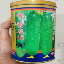 蓟农16旱黄瓜种子水果黄瓜种子耐热心腔小果肉浅绿