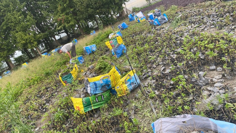 木春菊批发成都苗木基地成都木春菊产地直销
