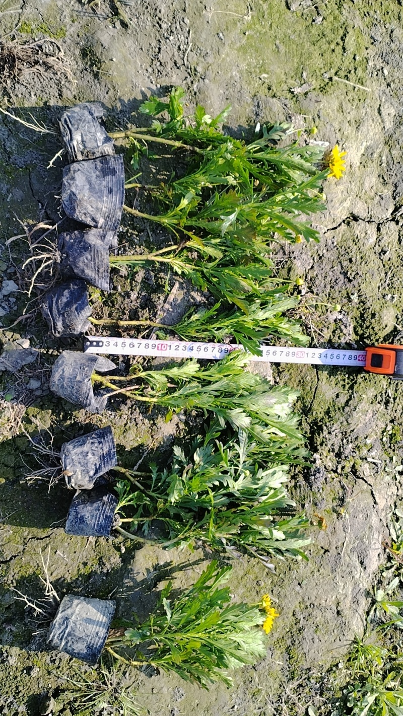 木春菊批发成都苗木基地成都木春菊产地直销