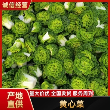 诚信做人用心做菜！专业从事黄心菜20年！期待与您合作共赢