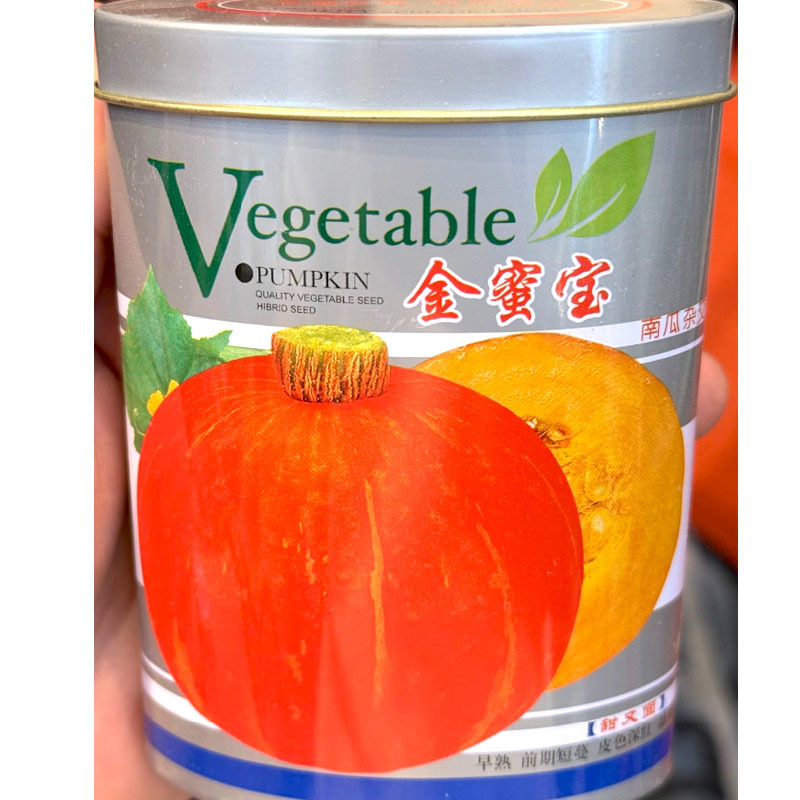 金蜜宝红板栗南瓜种子早熟前期短蔓皮色深红粉质甘面