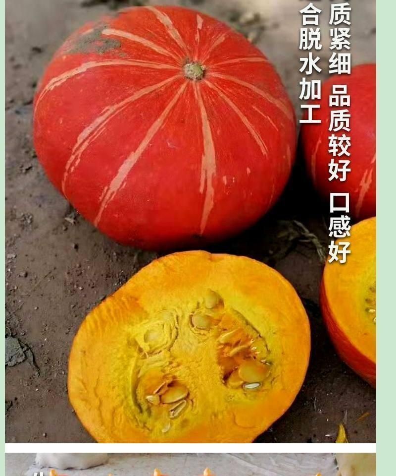 金蜜宝红板栗南瓜种子早熟前期短蔓皮色深红粉质甘面