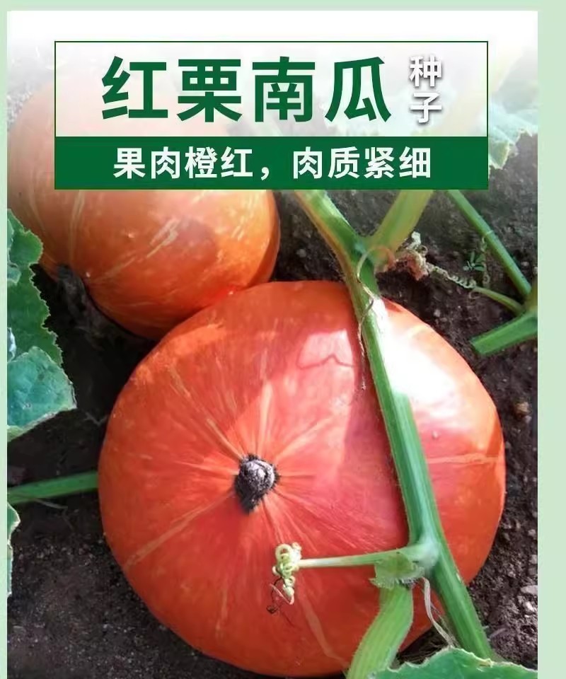金蜜宝红板栗南瓜种子早熟前期短蔓皮色深红粉质甘面