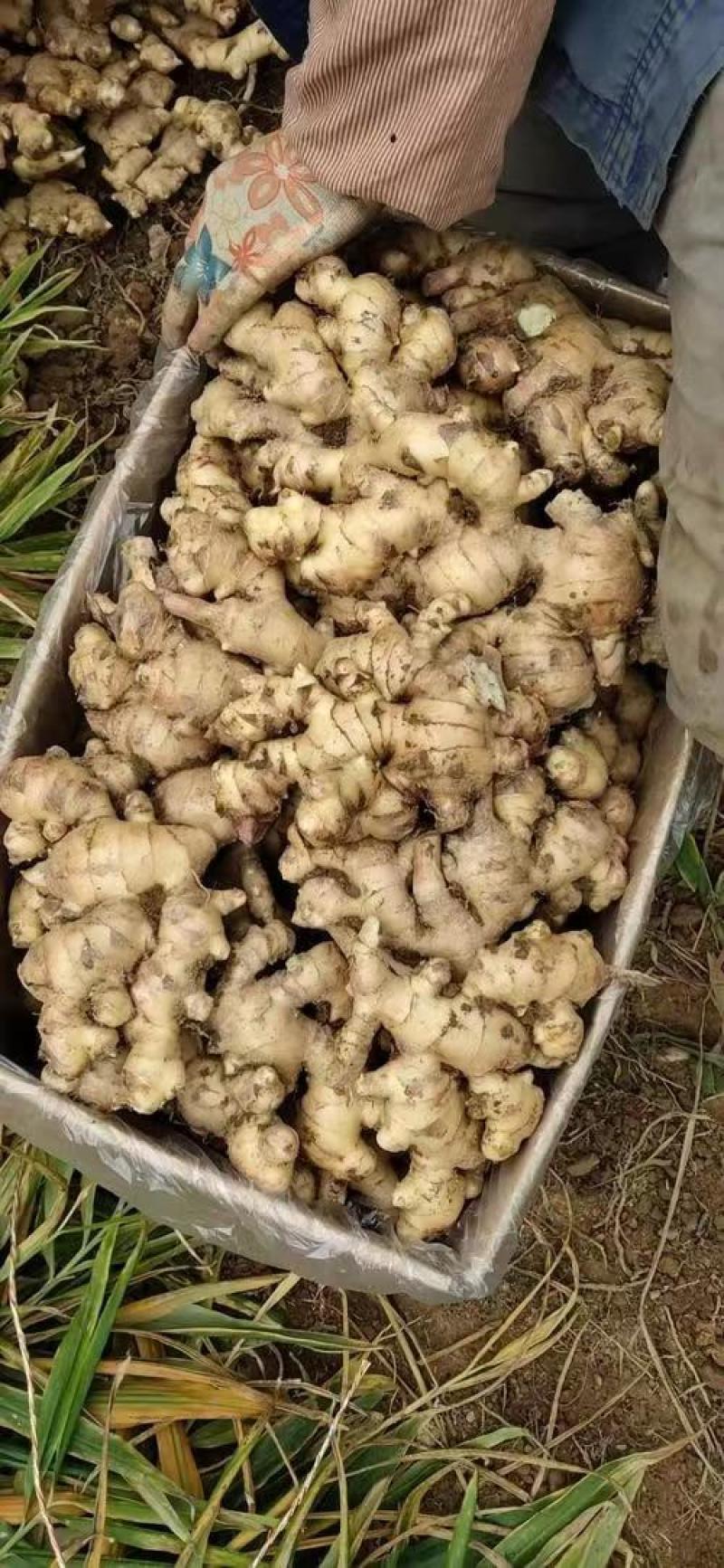 【广西大肉姜】产地直发一手货源农户自己种植欢迎致电