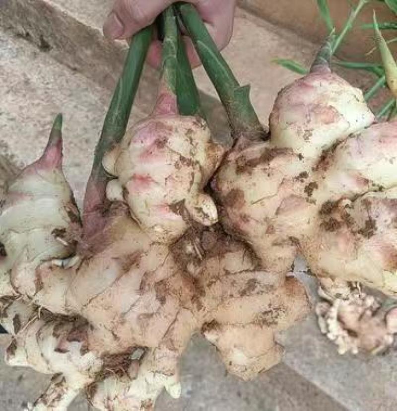【广西大肉姜】产地直发一手货源农户自己种植欢迎致电