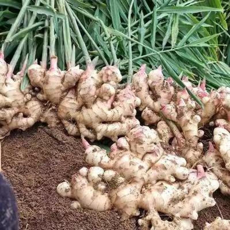 【广西大肉姜】产地直发一手货源农户自己种植欢迎致电