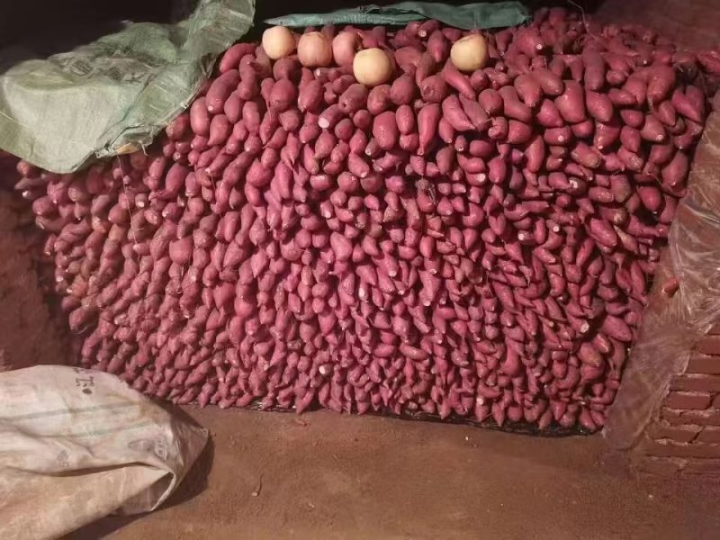 精品烟薯25大量现货供应全国对接电商大型批发市场欢迎咨询