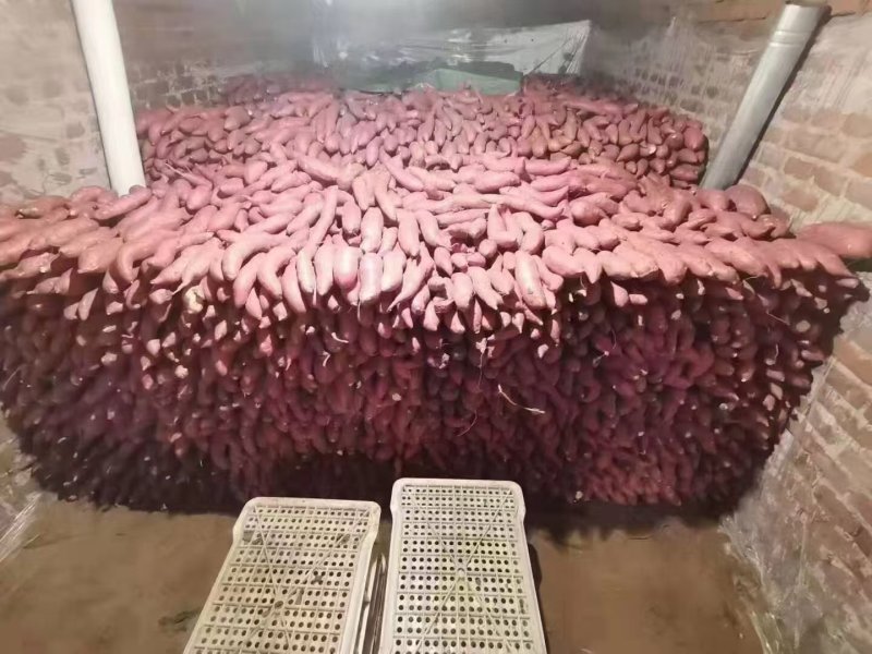 精品烟薯25大量现货供应全国对接电商大型批发市场欢迎咨询