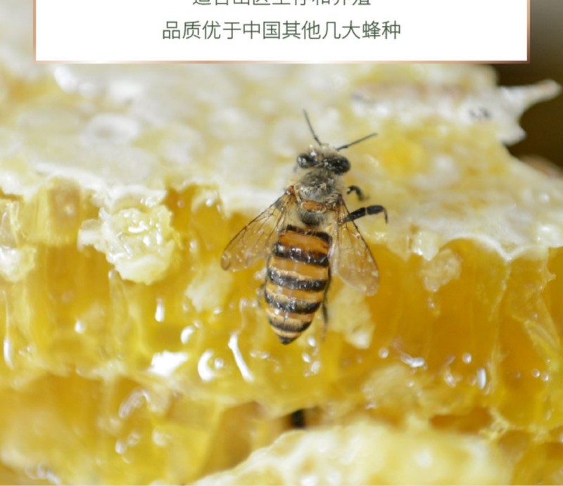 恩施鹤峰土蜂蜜农家自产圆桶高山成熟结晶百花蜜知恩蜜报特产