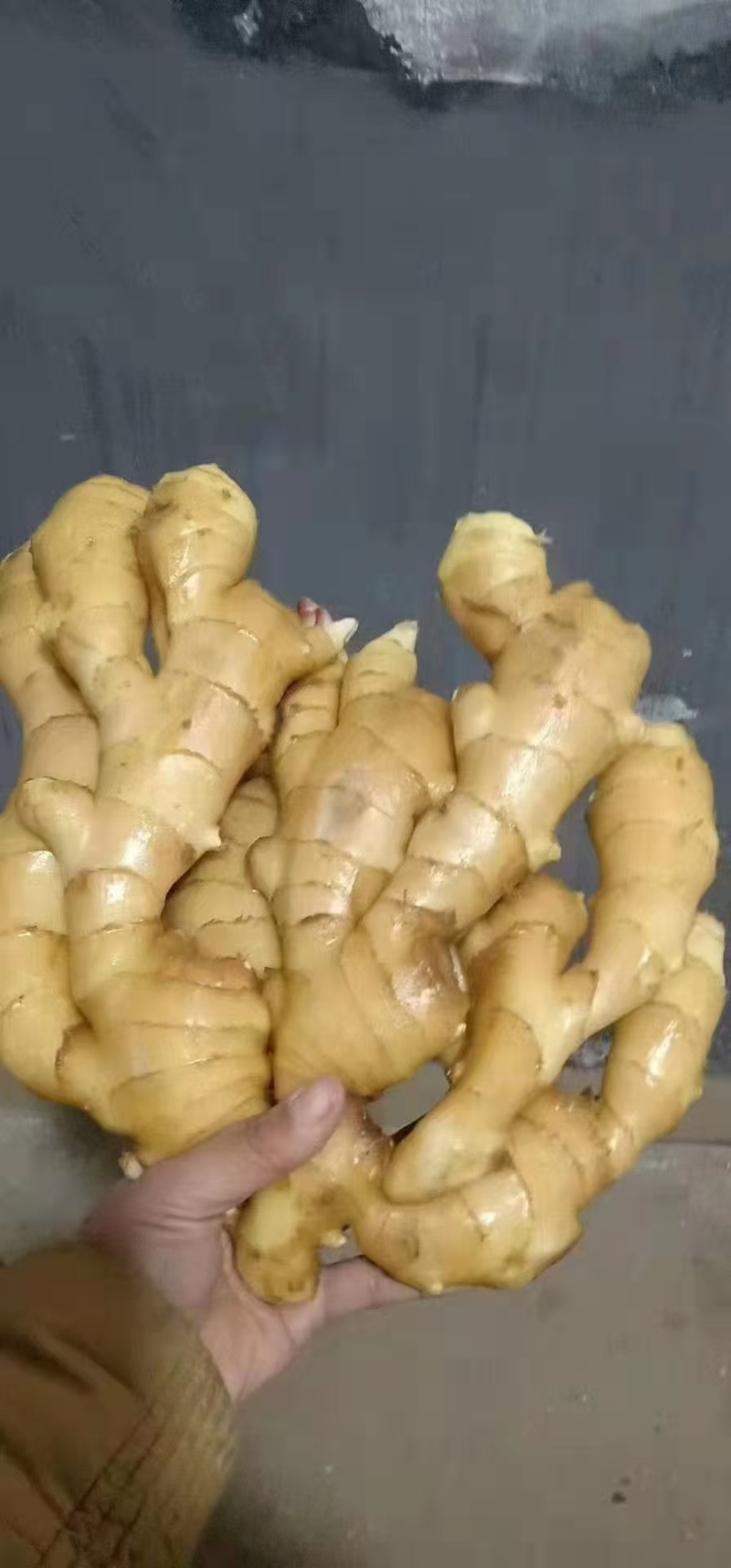 精品大黄姜红芽姜大量现货供应全国欢迎咨询