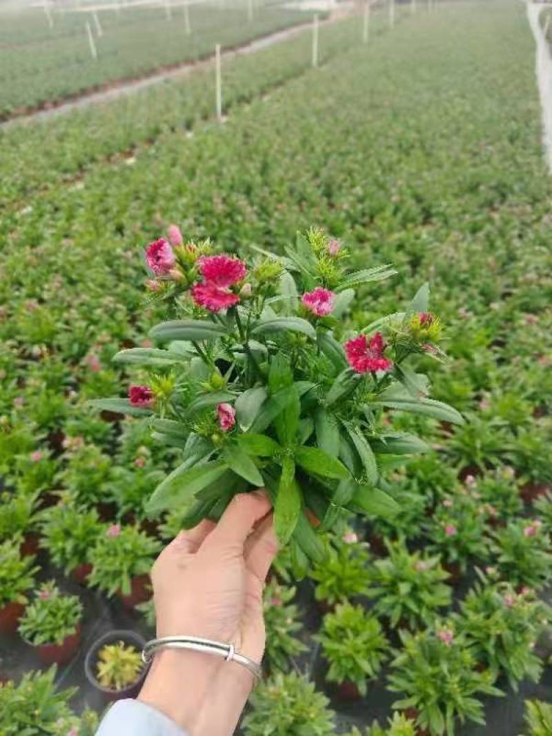 湖南长沙石竹，开花时间久，耐寒