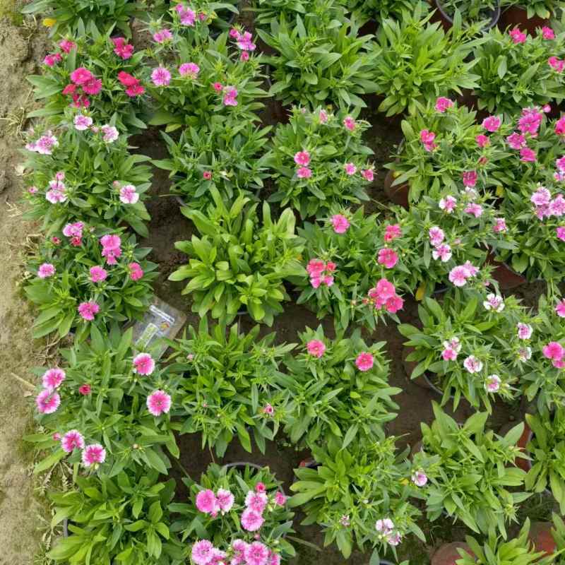 湖南长沙石竹，开花时间久，耐寒