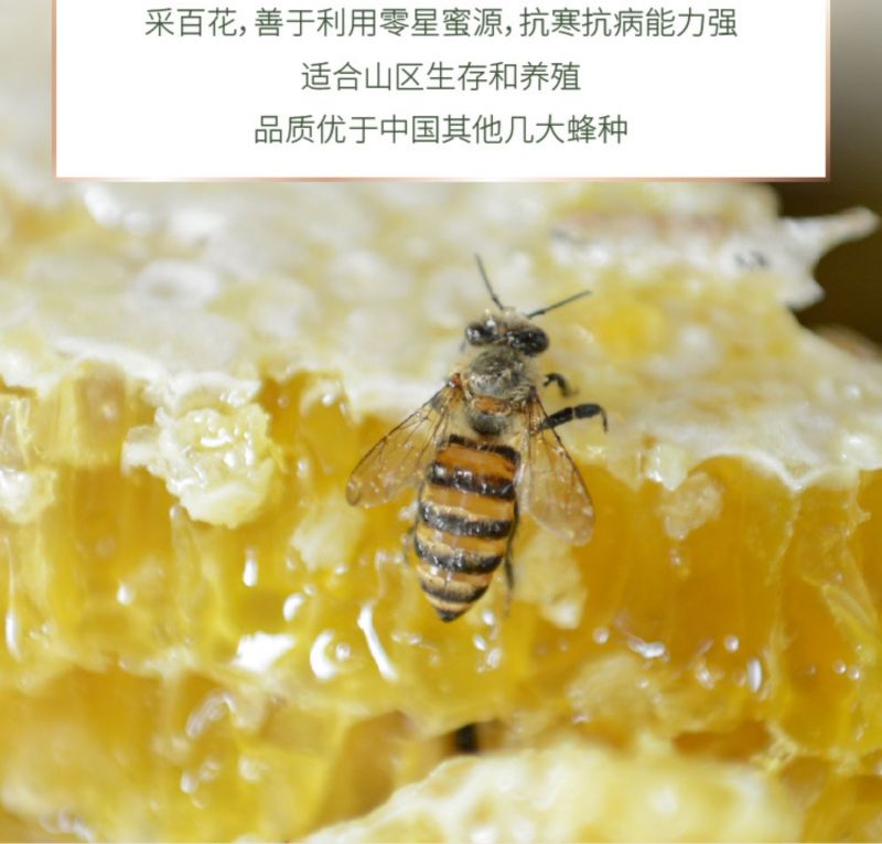 湖北恩施鹤峰高山崖蜜土蜂蜜冬蜜百花蜜送礼礼盒装结晶蜂蜜