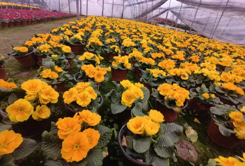 湖南长沙报春花，基地供应质量保证，可视频现场欢迎来电