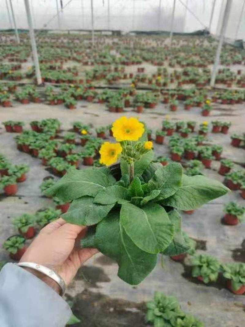 湖南长沙报春花，基地供应质量保证，可视频现场欢迎来电