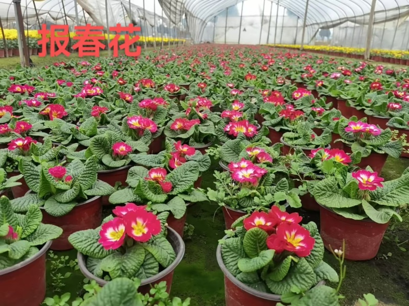 湖南长沙报春花，基地供应质量保证，可视频现场欢迎来电