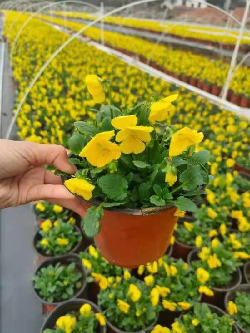 湖南长沙报春花，基地供应质量保证，可视频现场欢迎来电