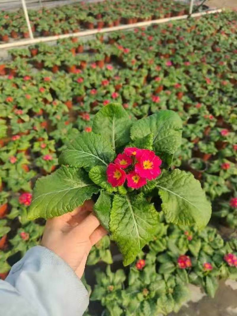 湖南长沙报春花，基地供应质量保证，可视频现场欢迎来电