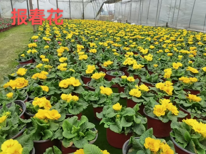 湖南长沙报春花，基地供应质量保证，可视频现场欢迎来电