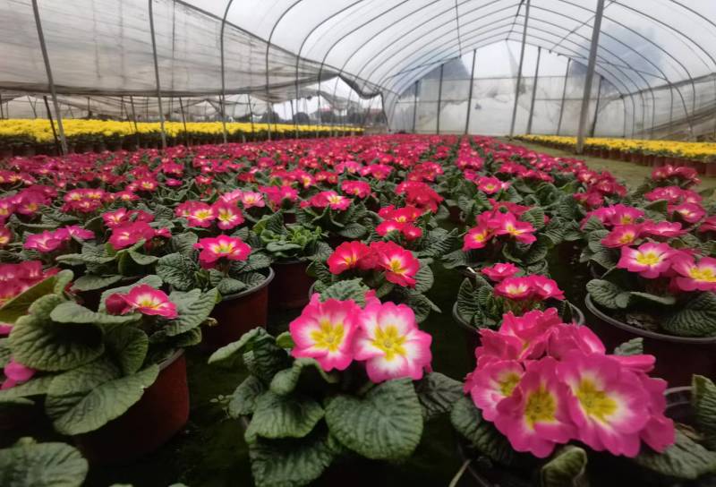湖南长沙报春花，基地供应质量保证，可视频现场欢迎来电