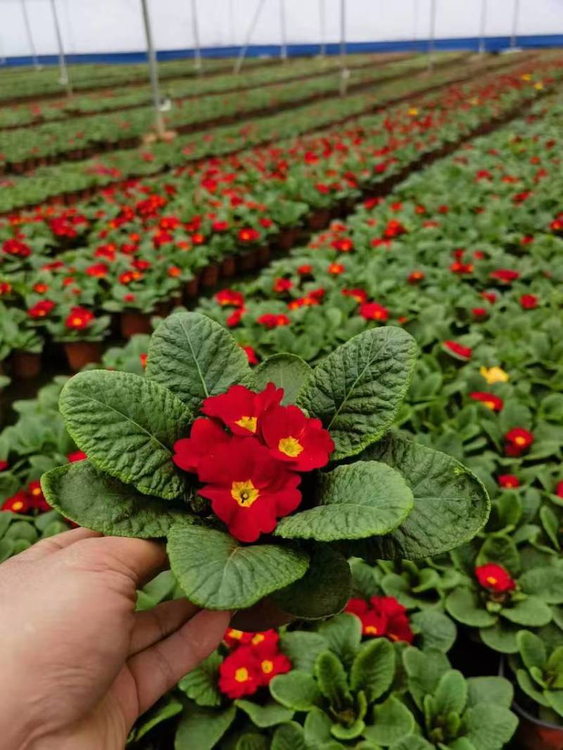 湖南长沙报春花，基地供应质量保证，可视频现场欢迎来电