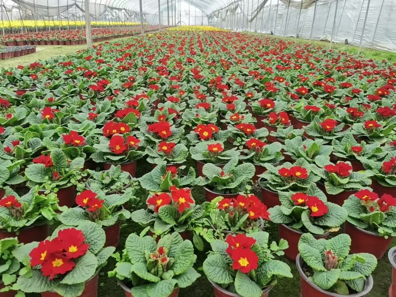 湖南长沙报春花，基地供应质量保证，可视频现场欢迎来电