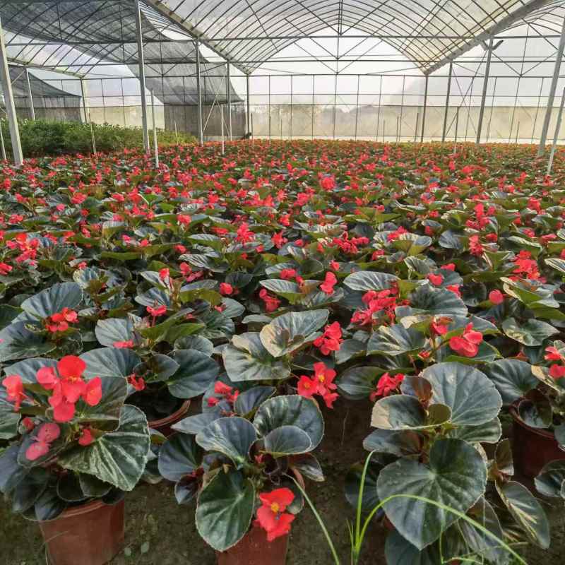 湖南长沙比哥海棠，基地供应质量保证，可视频现场欢迎来电