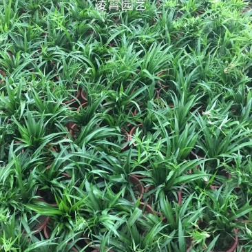 湖南长沙吊兰，基地供应质量保证，可视频现场欢迎来电
