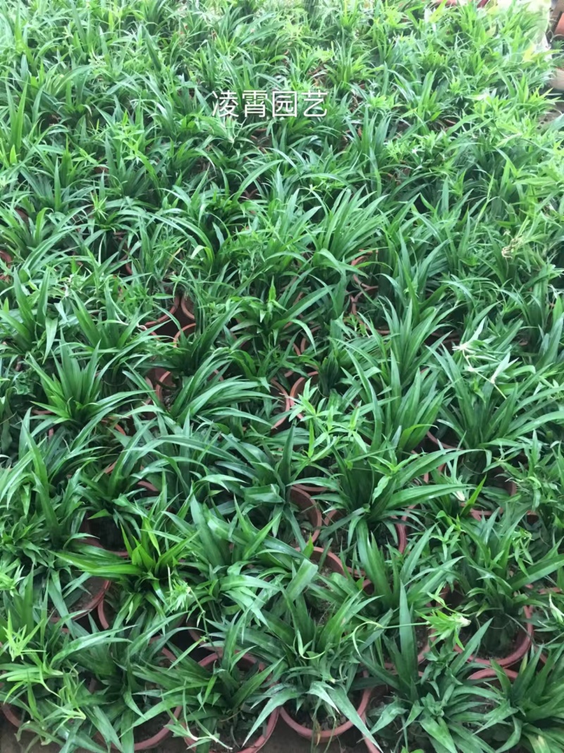 湖南长沙吊兰，基地供应质量保证，可视频现场欢迎来电