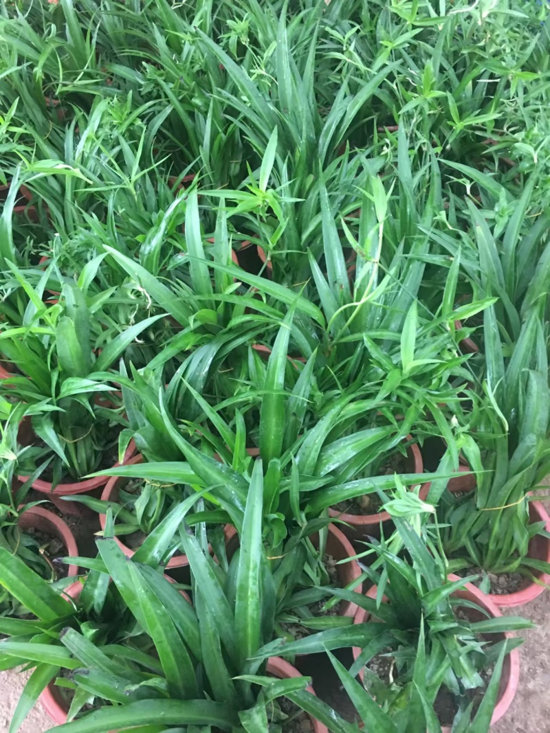 湖南长沙吊兰，基地供应质量保证，可视频现场欢迎来电