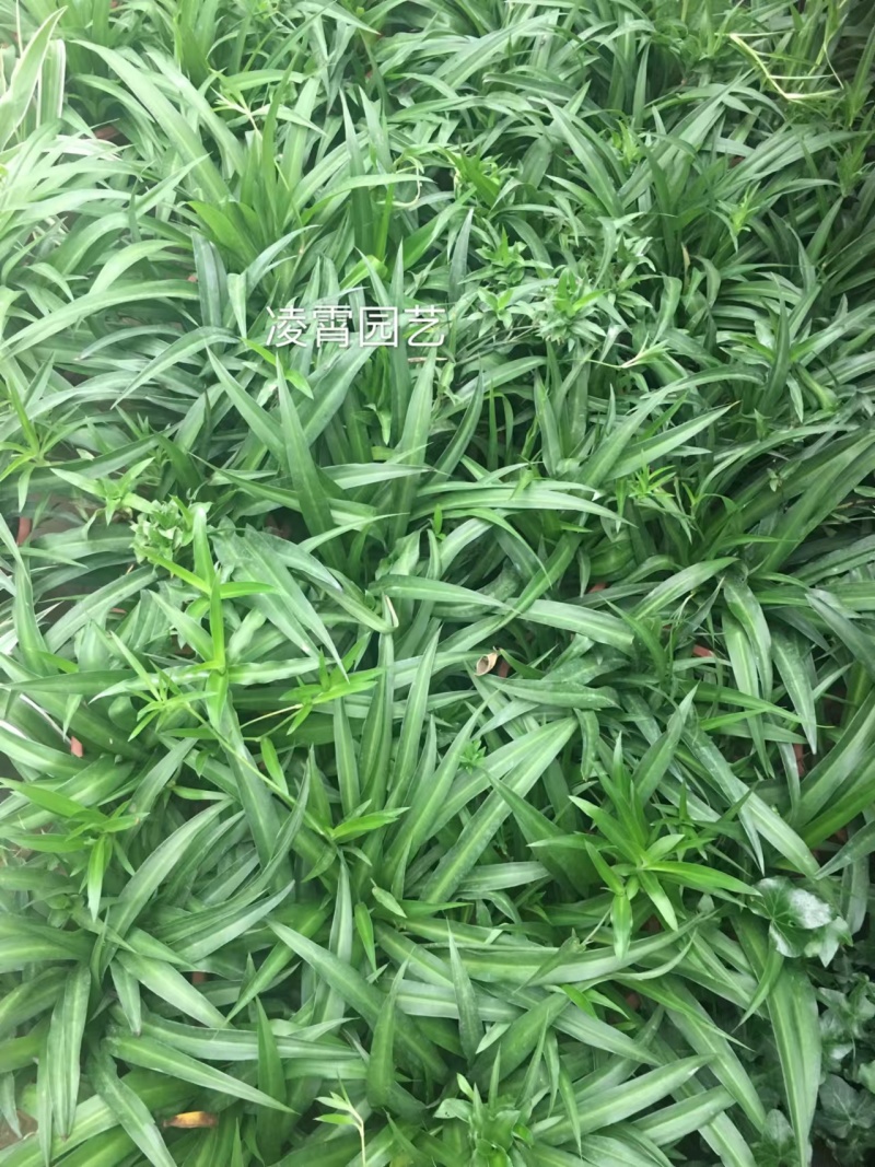 湖南长沙吊兰，基地供应质量保证，可视频现场欢迎来电