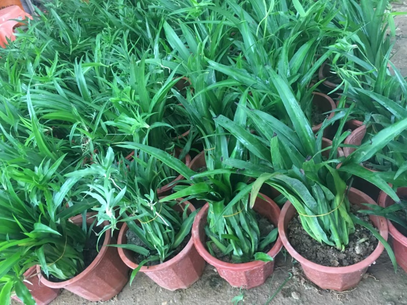 湖南长沙吊兰，基地供应质量保证，可视频现场欢迎来电