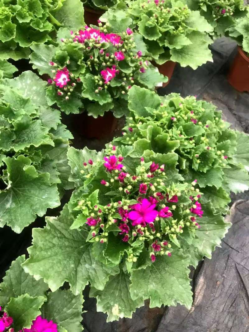 湖南长沙瓜叶菊，基地供应质量保证，可视频现场欢迎来电