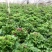 湖南长沙瓜叶菊，基地供应质量保证，可视频现场欢迎来电