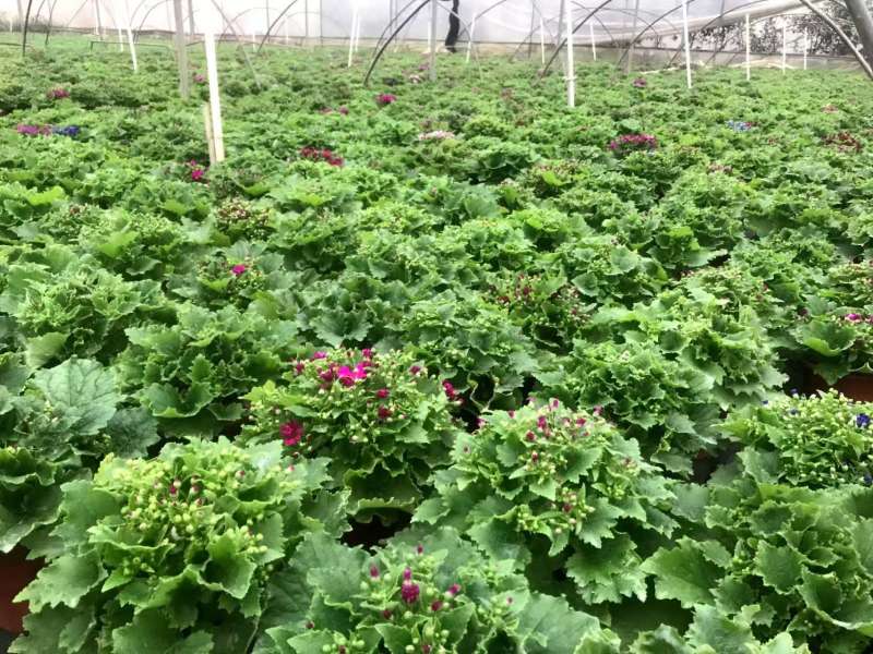 湖南长沙瓜叶菊，基地供应质量保证，可视频现场欢迎来电
