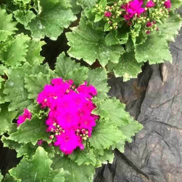 湖南长沙瓜叶菊，基地供应质量保证，可视频现场欢迎来电