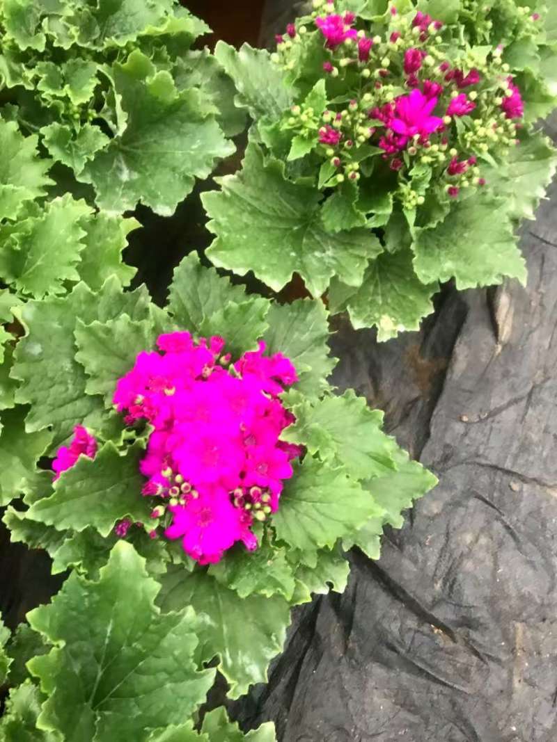 湖南长沙瓜叶菊，基地供应质量保证，可视频现场欢迎来电