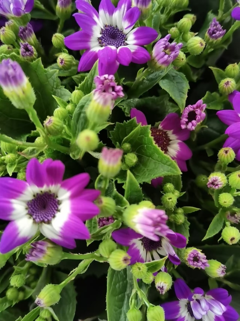 湖南长沙瓜叶菊，基地供应质量保证，可视频现场欢迎来电