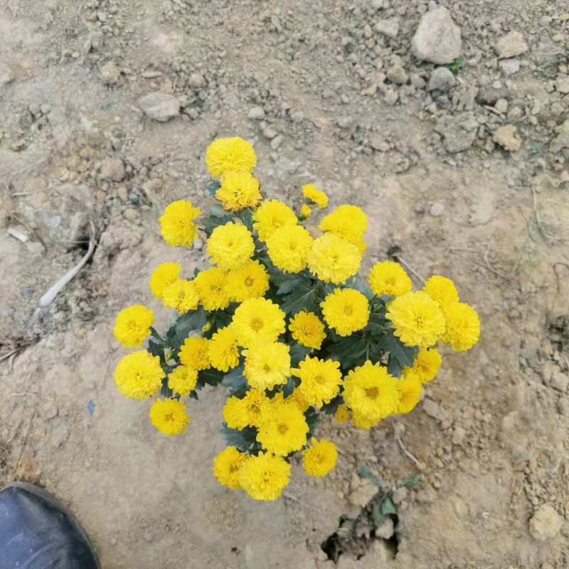 湖南长沙国庆菊，基地供应质量保证，可视频现场欢迎来电