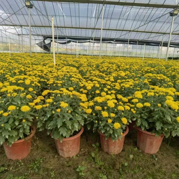 湖南长沙国庆菊，基地供应质量保证，可视频现场欢迎来电