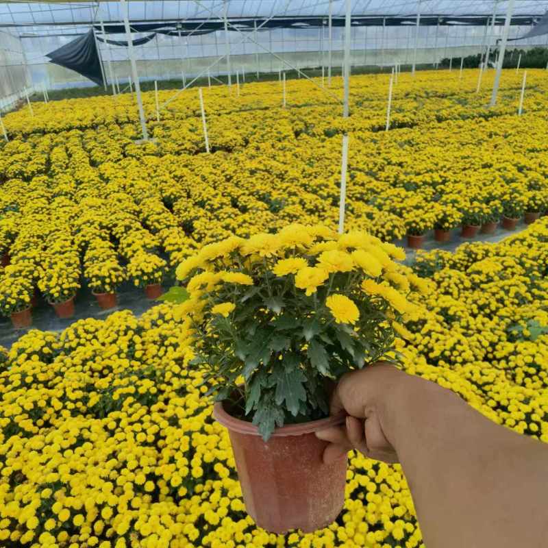 湖南长沙国庆菊，基地供应质量保证，可视频现场欢迎来电