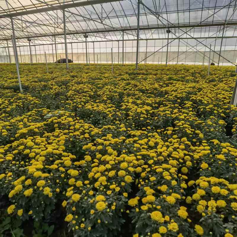 湖南长沙国庆菊，基地供应质量保证，可视频现场欢迎来电