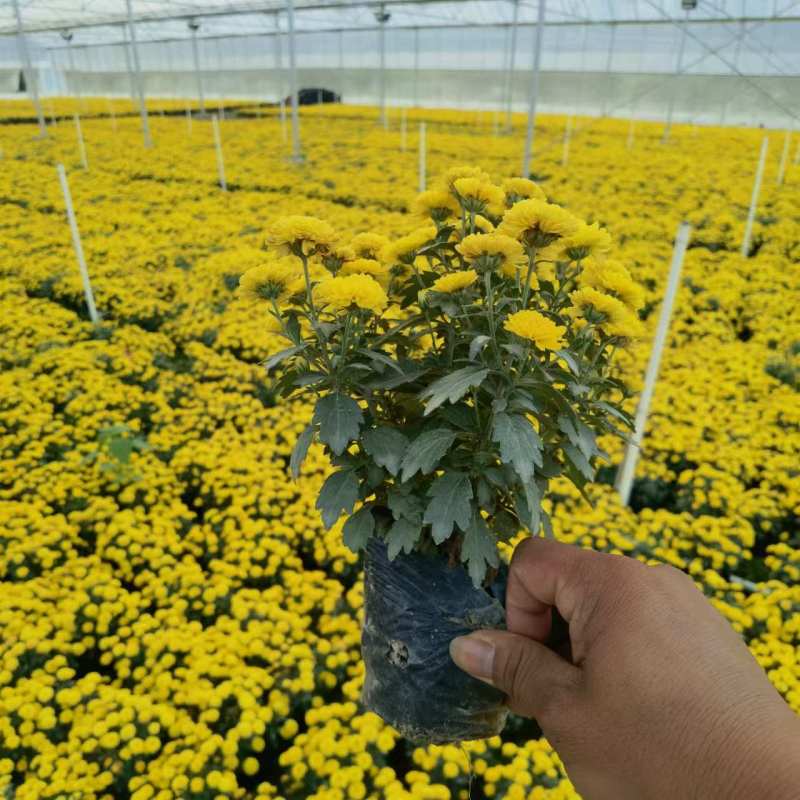 湖南长沙国庆菊，基地供应质量保证，可视频现场欢迎来电