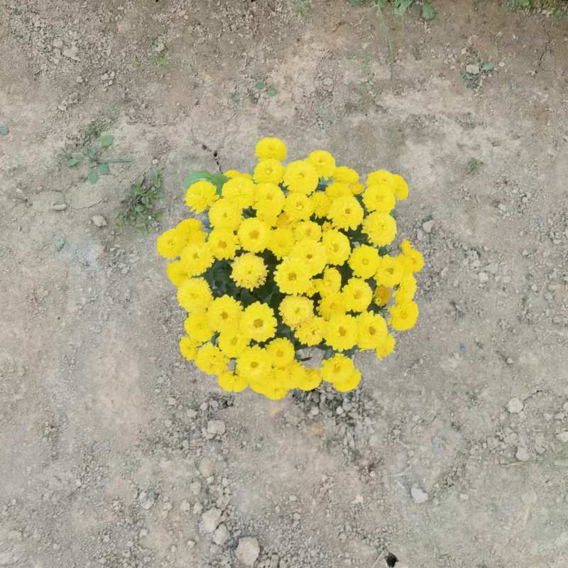 湖南长沙国庆菊，基地供应质量保证，可视频现场欢迎来电