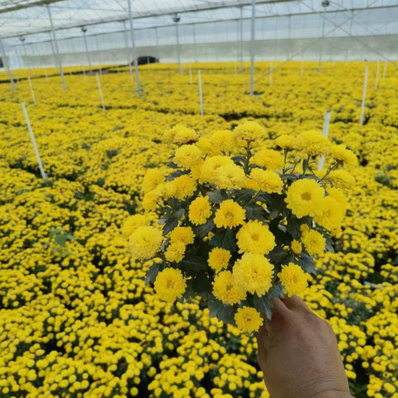 湖南长沙国庆菊，基地供应质量保证，可视频现场欢迎来电